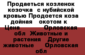 Продаеться козленок(козочка) с нубийской кровью.Продоется коза дойная  3окотом к › Цена ­ 1 500 - Орловская обл. Животные и растения » Другие животные   . Орловская обл.